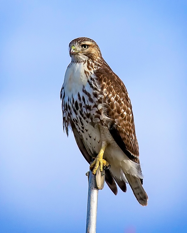 Hawk Portrait