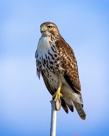 Hawk Portrait