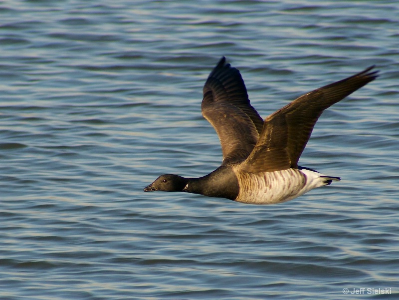 I Look Cool!!!  Brant In Flight 