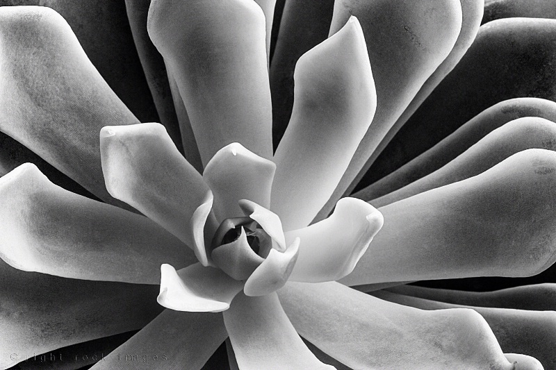 Succulent in Black &White III
