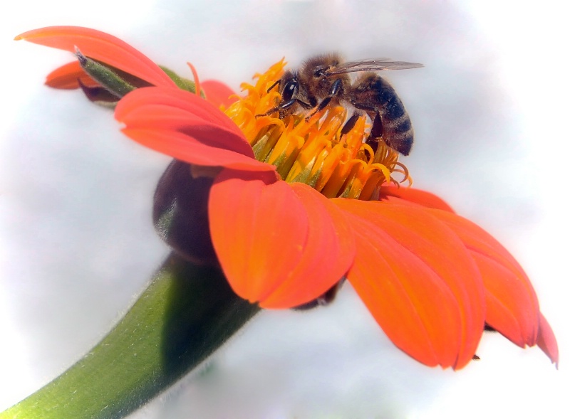 Bee Vibrant