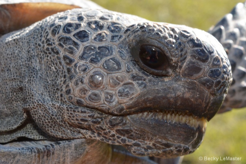 Gopher Tortoise