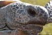 Gopher Tortoise