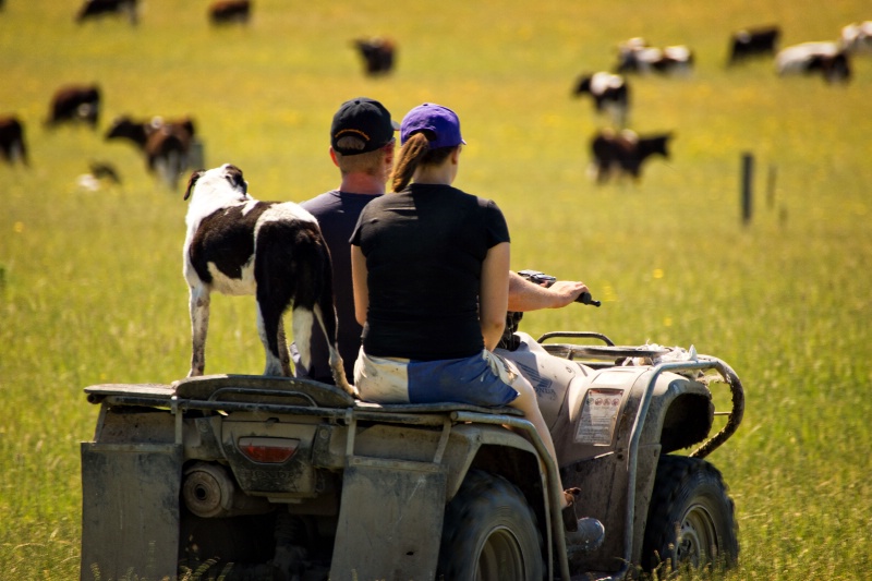 Down on the farm