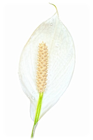 Peace Lily