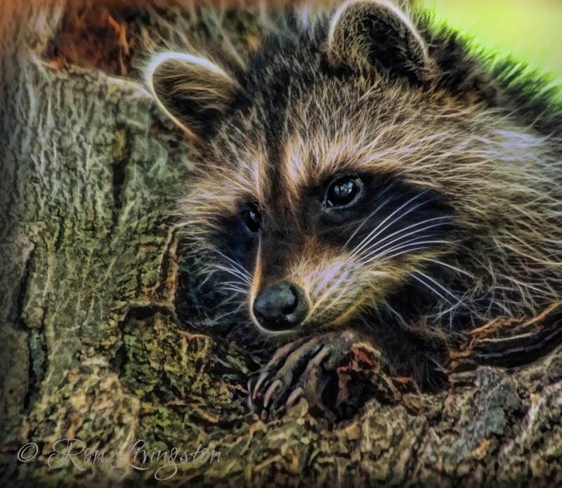 Rocky Raccoon