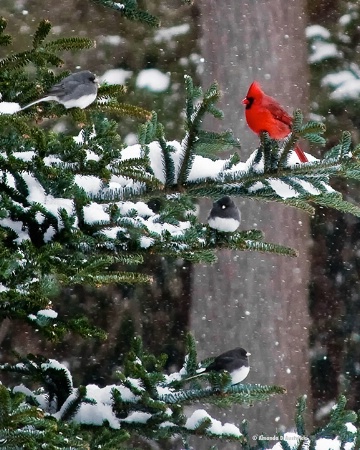 Cardinal and friends