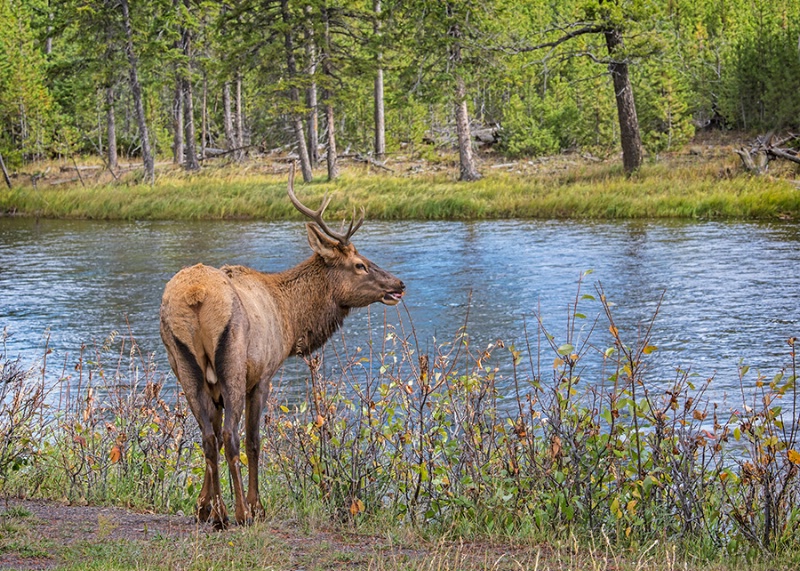 Elk Grazing Along the Madison River  