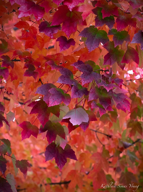 Autumn's Rainbow