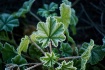 Frost