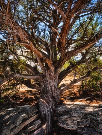 Sitting Tree