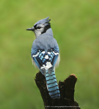 Beautiful Bluejay Bird