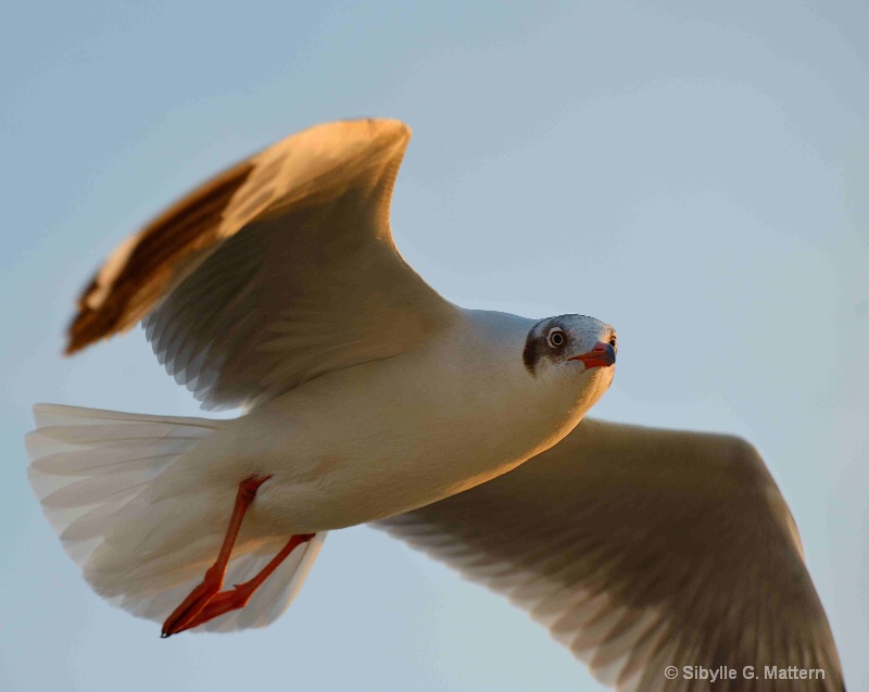 sea gull, Yangon - ID: 14802749 © Sibylle G. Mattern