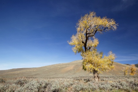 Lone Tree