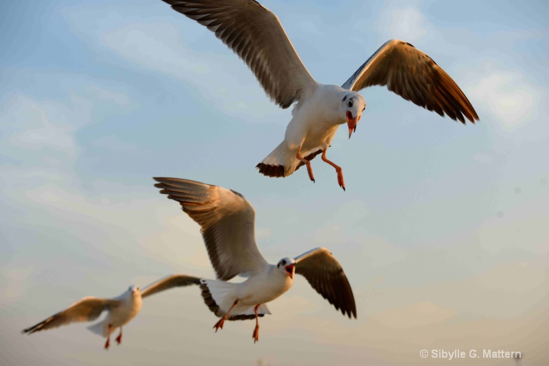 sea gulls hunting - ID: 14803582 © Sibylle G. Mattern