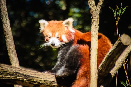 Red Panda Sitting On A Branch