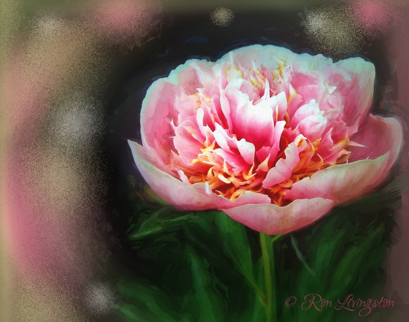 Peony