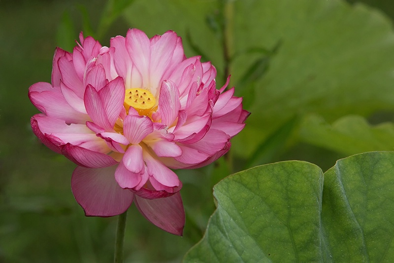 The Layered Lotus