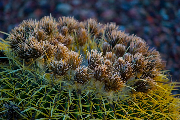 Golden Barrel Cactus