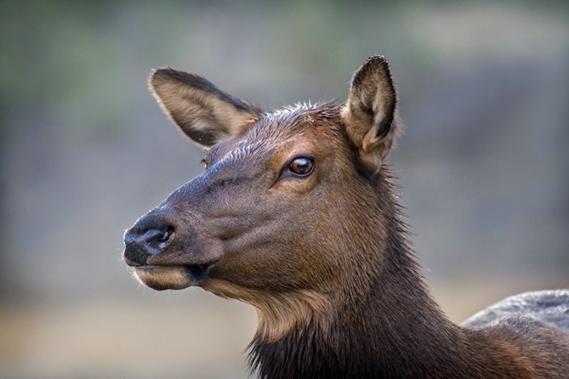 Female Elk Portrait