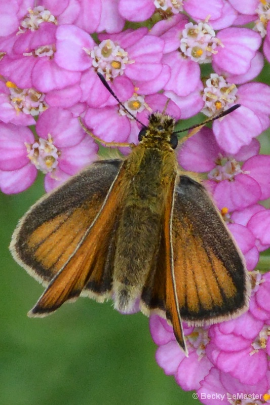 Butterfly on Flower