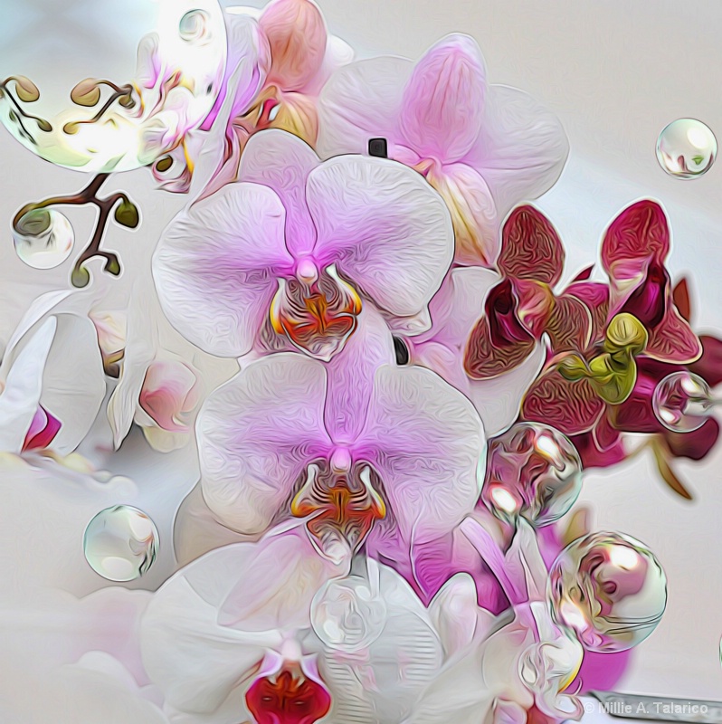 Glorious Orchids