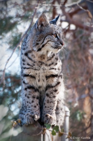 Alert bobcat