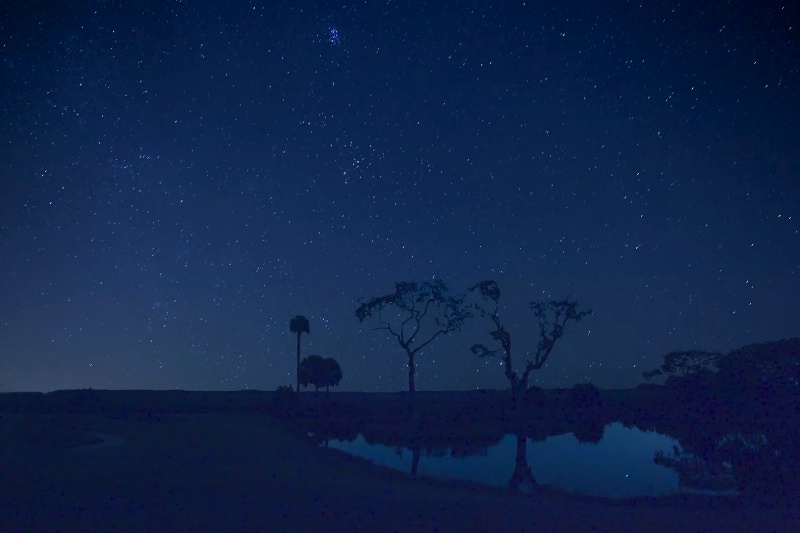 Lowcountry Geminid Meteor Shower