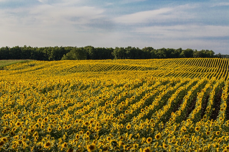 Acres of Sunflowers 