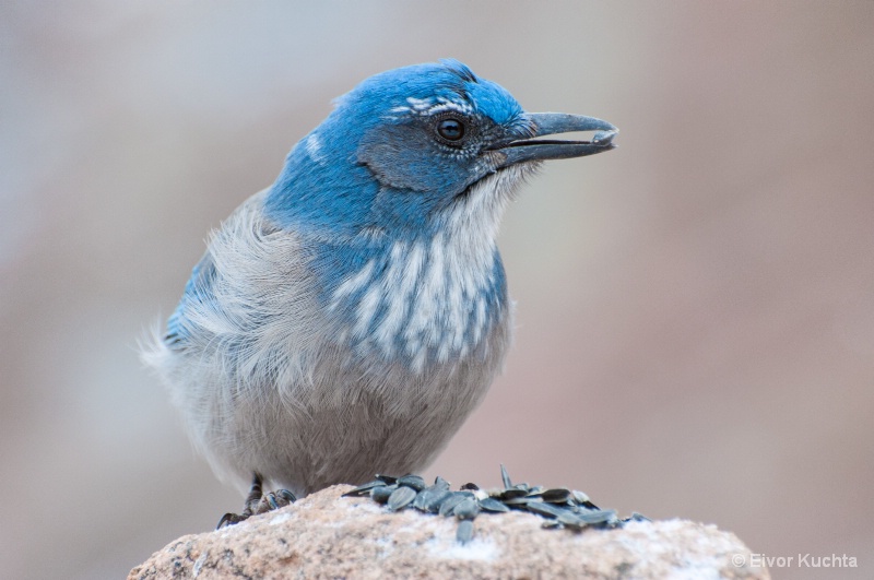 Scrub-Jay with a seed