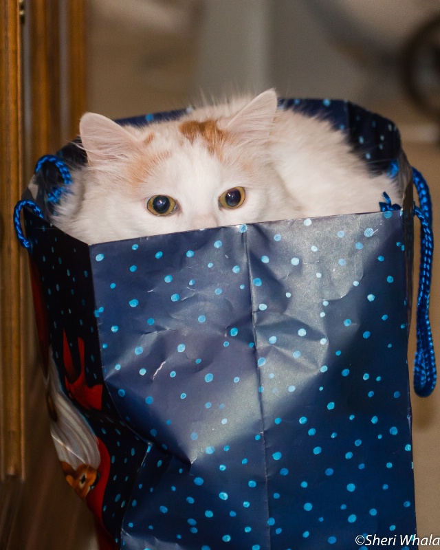Don't let the cat out of the bag