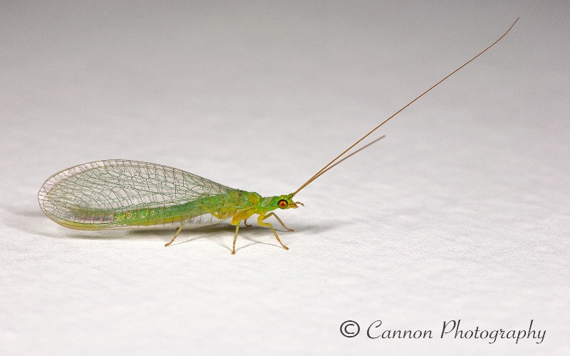 Common Green Lacewing (Chrysoperla carnea)