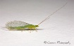 Common Green Lace...