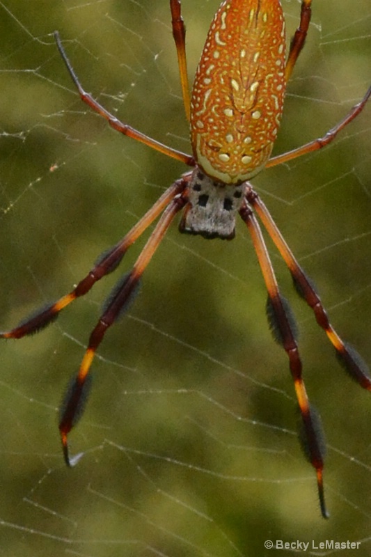 Banana Spider