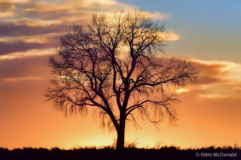 Lone Tree at Sunset #1