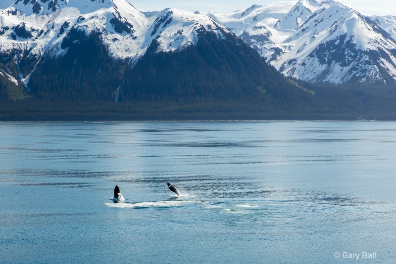 Humpback Whale