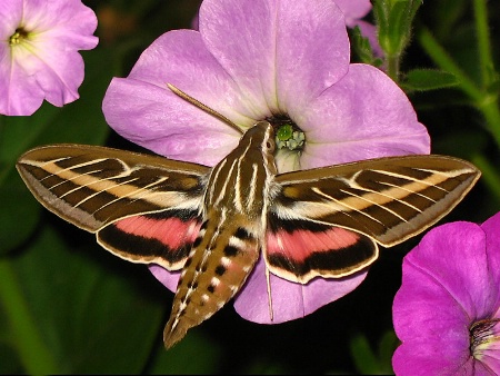 Hummingbird Moth