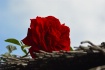 Roses are Red!!