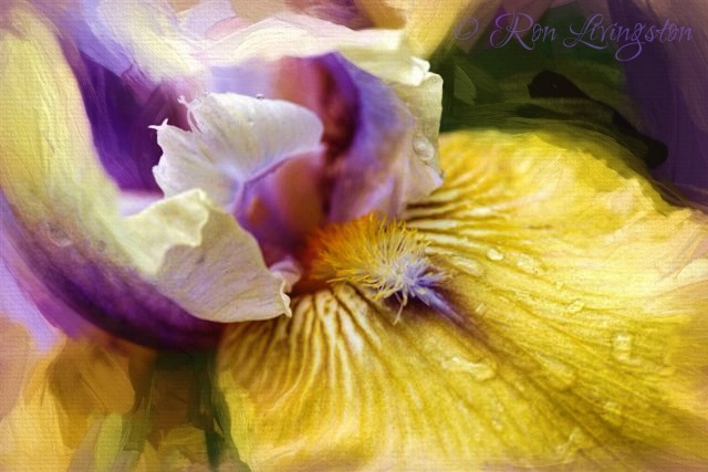 Bicolored Iris