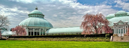 Cherry Blossoms In the Bronx