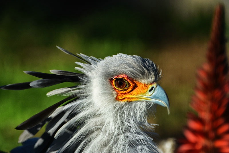 Secretary Bird