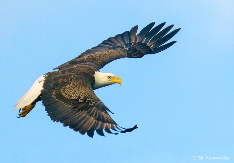 Flight of the Bald eagle