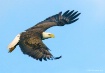 Flight of the Bal...