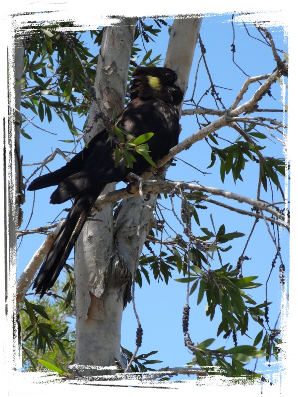Baby Black Cockatoo