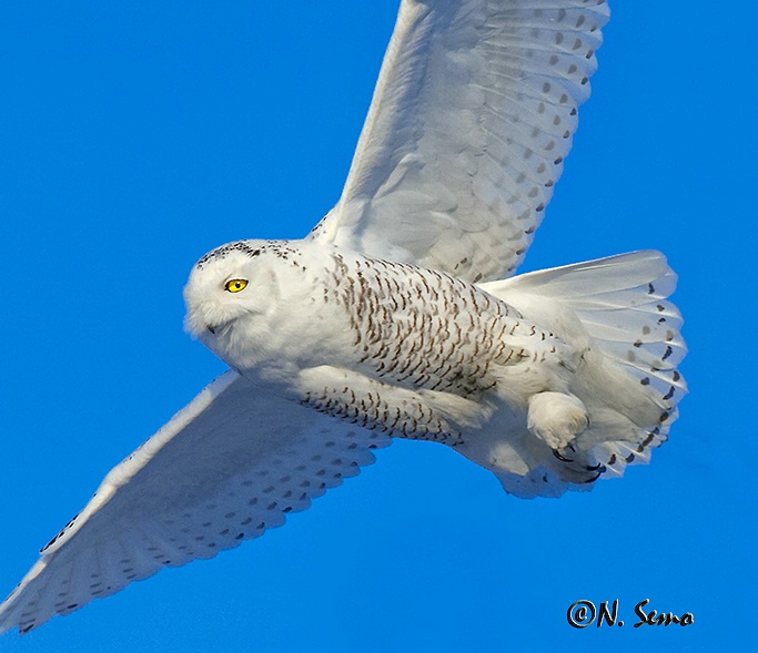 Snowy Owl