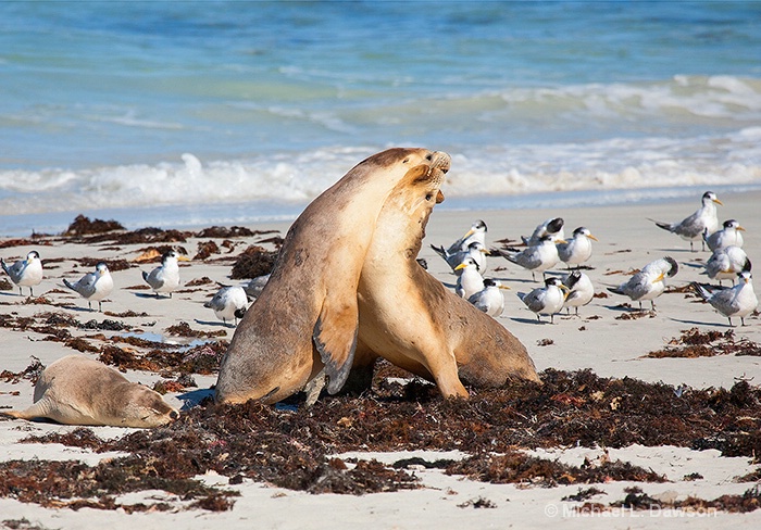 Seal Beach Battle