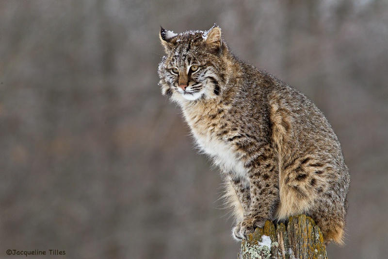 BOBCAT - ID: 14807335 © Jacqueline A. Tilles