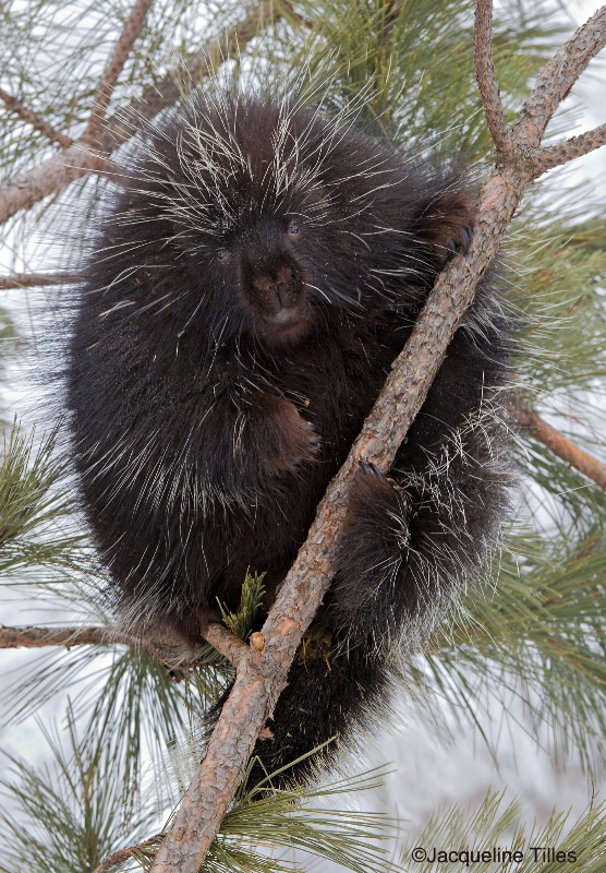 PORCUPINE - ID: 14807336 © Jacqueline A. Tilles