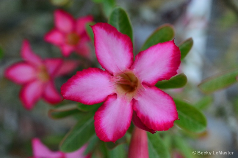 Desert Rose