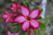 Desert Rose